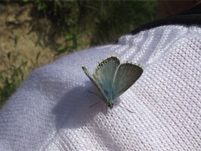 Silbergrüner Bläuling ( Polyommatus coridon ), Männchen : Kaiserstuhl, 28.08.2005